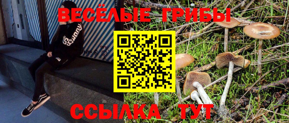 Менделеевск  Галлюциногенные грибы Psilocybine cubensis  Вход с VPN 